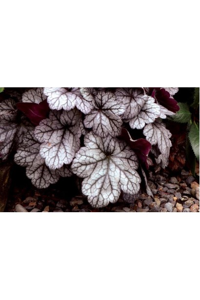 Гейхера гібридна Гліттер з сріблястим листям і пурпуровими прожилками